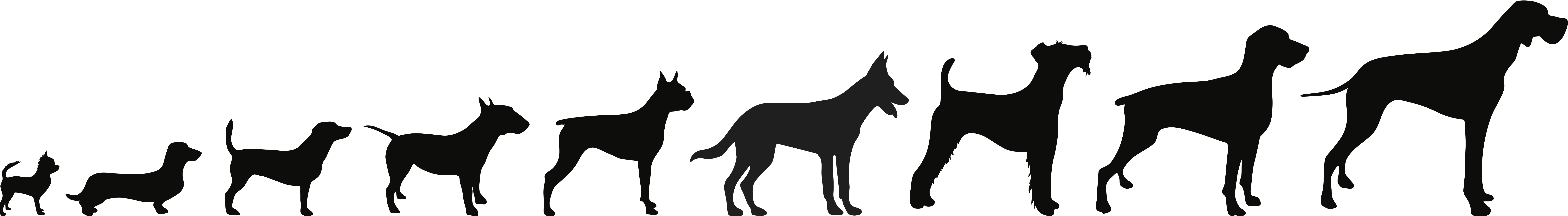 Dog different size chart