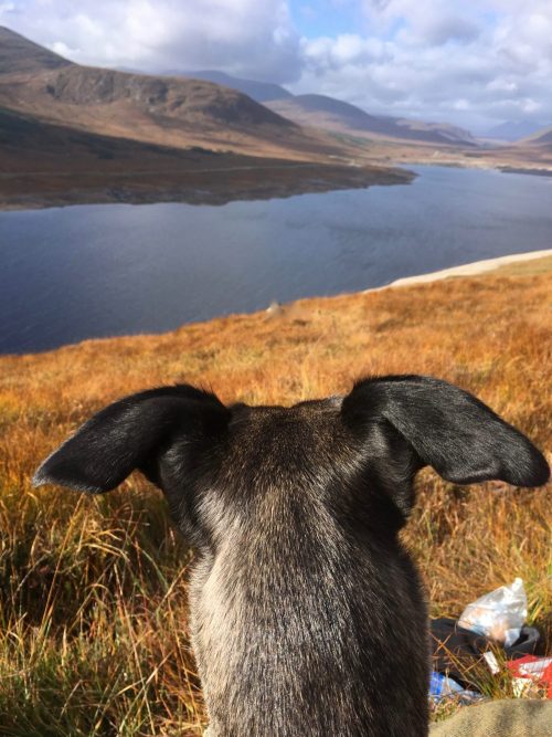 Dog looking happy into the distance